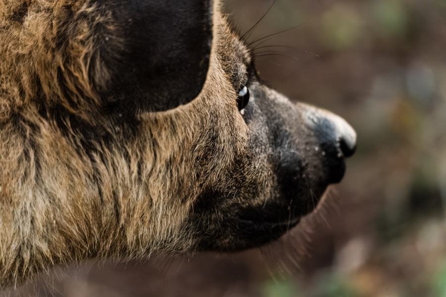 Close profile of a spotted hyena's muzzle in warm light, MalaMala, South Africa