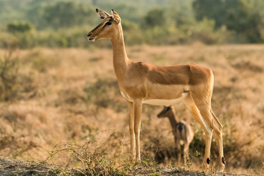 Impala ewe standing alert in short grass with her lamb beside her, MalaMala, South Africa