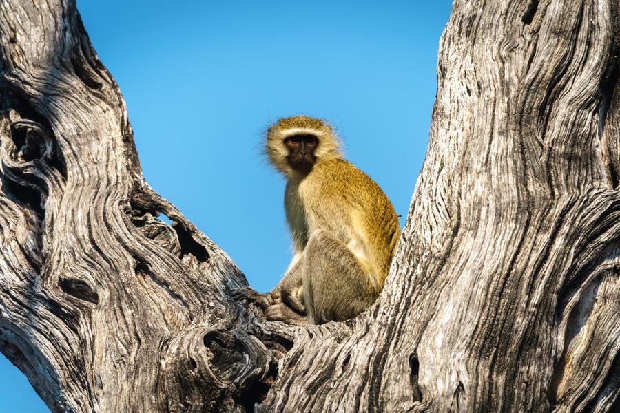 Vervet monkey sitting in the fork of a bare weathered tree against blue sky, Zimanga, South Africa