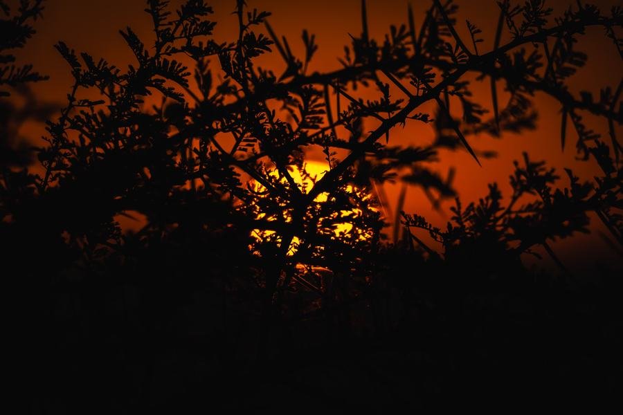Low sun burning orange through the silhouette of thorn branches, Zimanga, South Africa