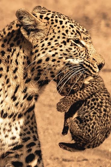Tight vertical frame of a leopardess carrying her cub, only heads and forelegs in view, MalaMala, South Africa