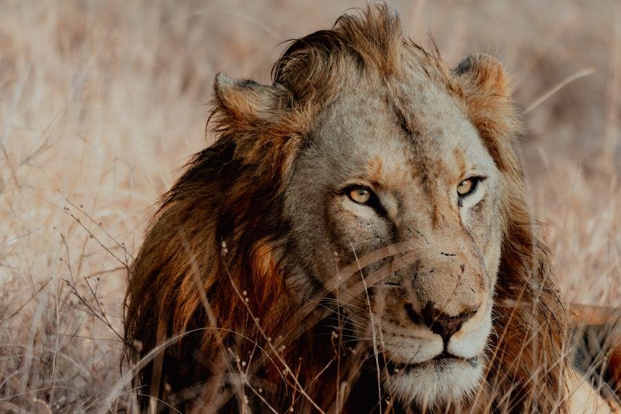 Male lion lying in dry golden grass, mane backlit, looking directly into the camera, MalaMala, South Africa