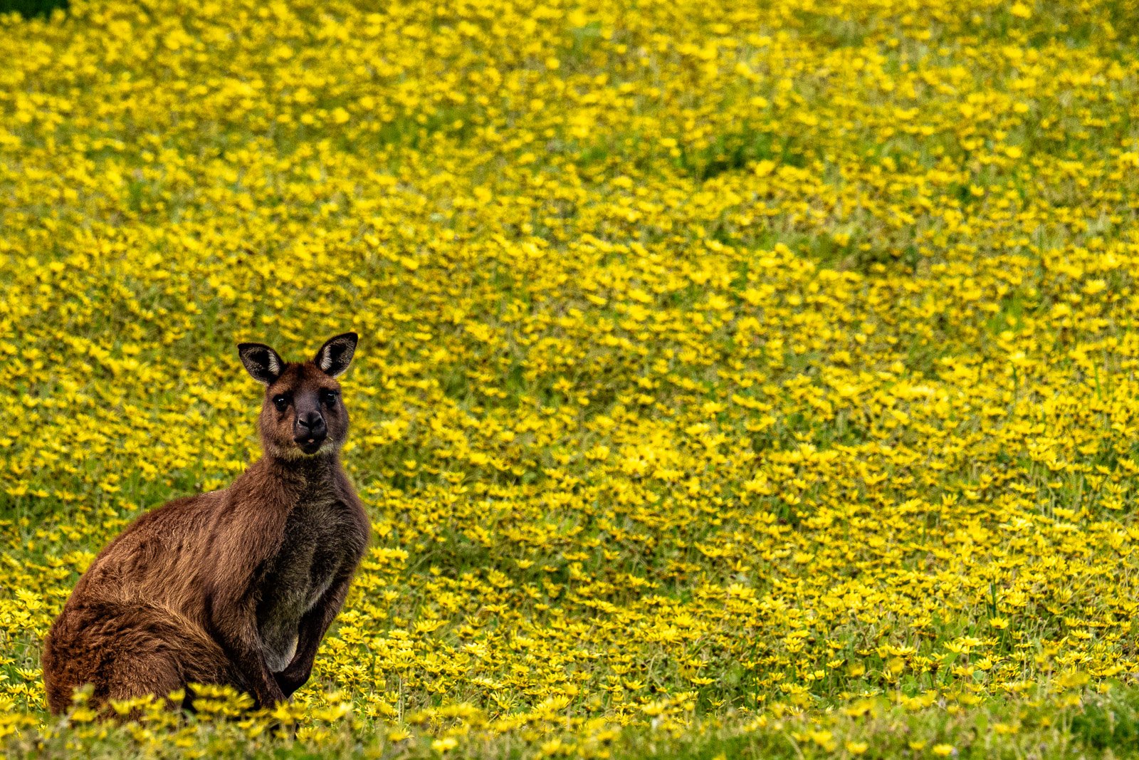 Kangaroo standing in a field of bright yellow wildflowers, Australia