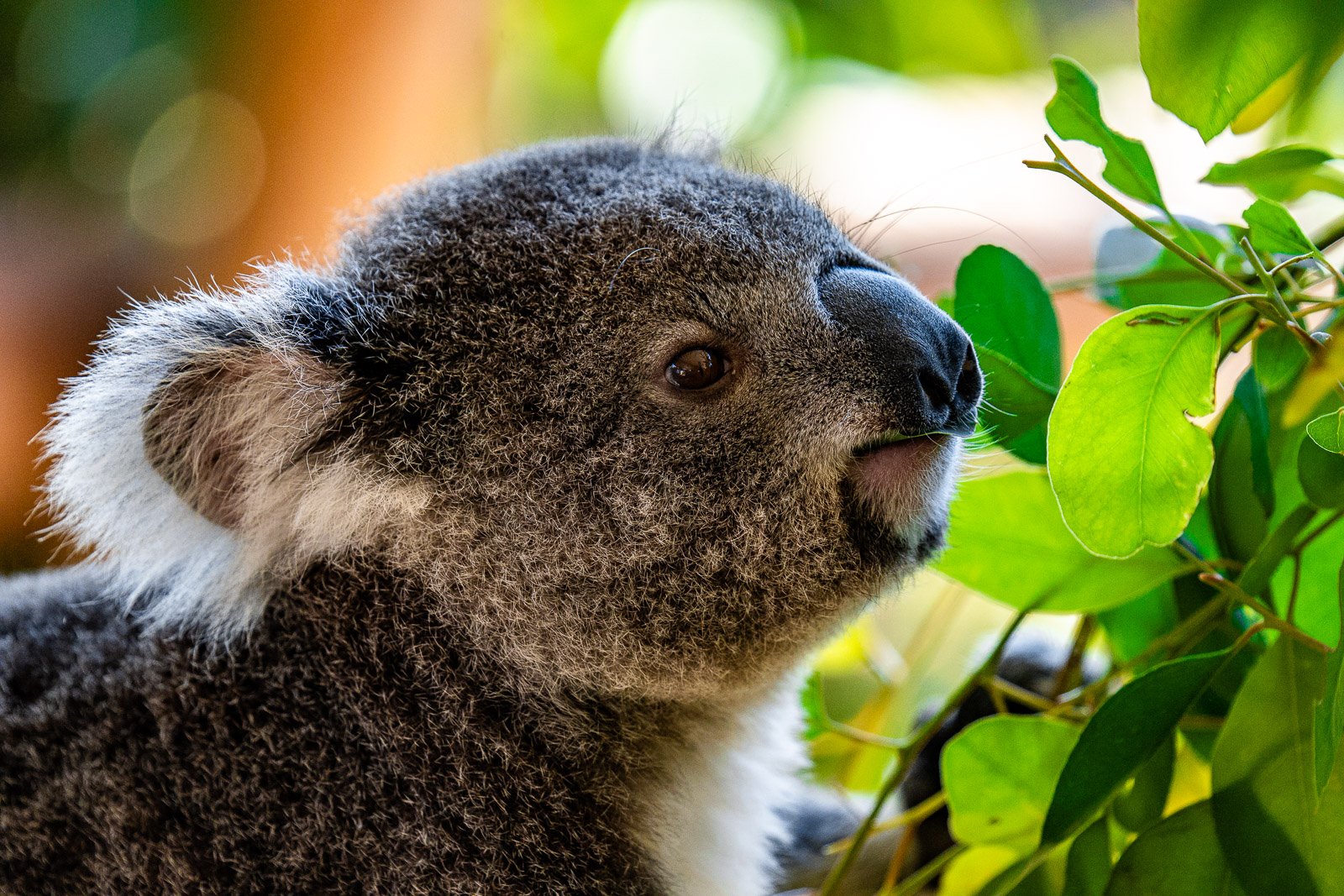 Koala clinging to a eucalyptus branch, wildlife photography, Australia