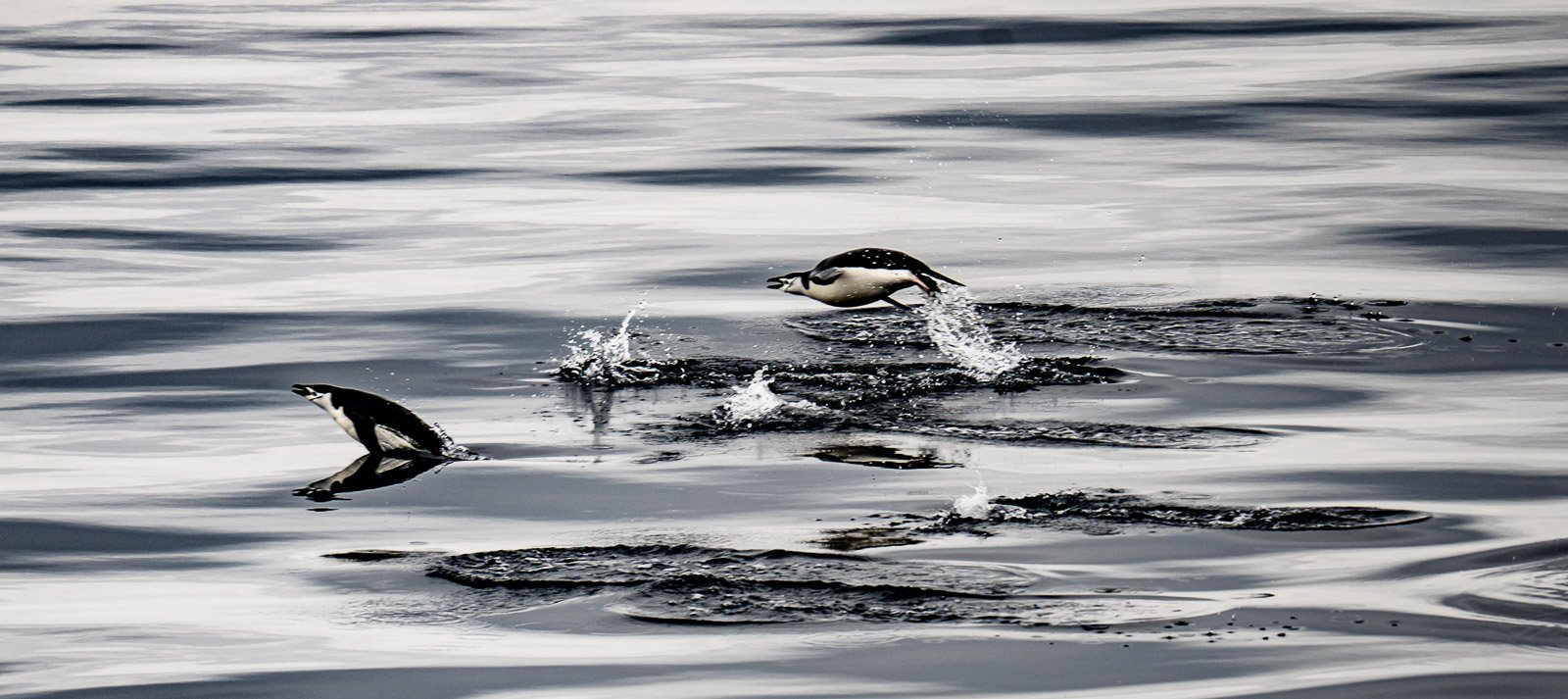 Penguins leaping out of the ocean onto an icy shore, Antarctica